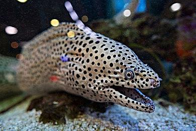 《JOJO群星之战R》发布二代美女波纹老师预告